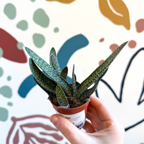 Gasteria ‘Little Warty’ – Ox Tongue Plant - Sprouts of Bristol