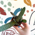 Gasteria ‘Little Warty’ – Ox Tongue Plant - Sprouts of Bristol