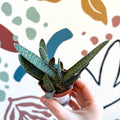 Gasteria ‘Little Warty’ – Ox Tongue Plant - Sprouts of Bristol