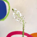 Gentian Speedwell - Veronica gentianoides 'Tissington White' - Cotswold Grown Perennial - Sprouts of Bristol