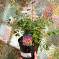 Geranium cantabrigense 'Intense' - British Grown Hardy Geranium - Sprouts of Bristol
