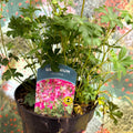 Geranium cantabrigense 'Intense' - British Grown Hardy Geranium - Sprouts of Bristol