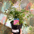 Geranium cantabrigense 'Intense' - British Grown Hardy Geranium - Sprouts of Bristol