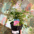 Geranium cantabrigense 'Intense' - British Grown Hardy Geranium - Sprouts of Bristol