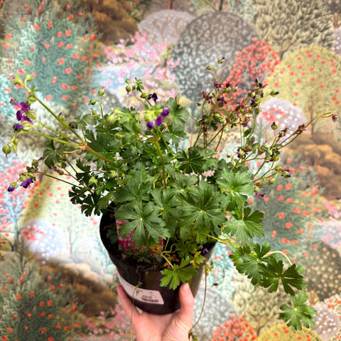 Geranium cantabrigense 'Intense' - British Grown Hardy Geranium - Sprouts of Bristol