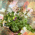 Geranium cantabrigense 'Intense' - British Grown Hardy Geranium - Sprouts of Bristol