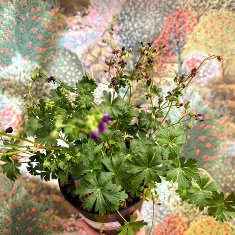 Geranium cantabrigense 'Intense' - British Grown Hardy Geranium - Sprouts of Bristol
