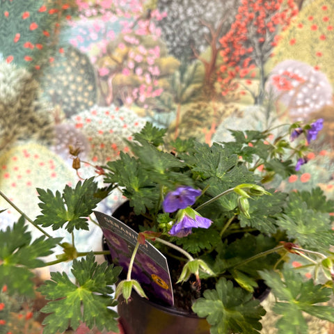 Geranium wallichianum 'Bloom Me Away' - British Grown Hardy Geranium - Sprouts of Bristol