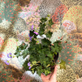 Geranium wallichianum 'Bloom Me Away' - British Grown Hardy Geranium - Sprouts of Bristol