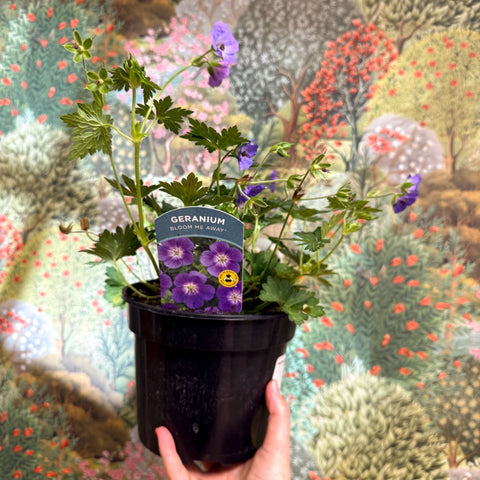 Geranium wallichianum 'Bloom Me Away' - British Grown Hardy Geranium - Sprouts of Bristol