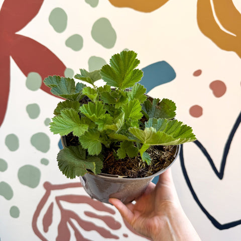 Geum 'Totally Tangerine' - Avens - Cotswold Grown Herbaceous Perennial - Sprouts of Bristol