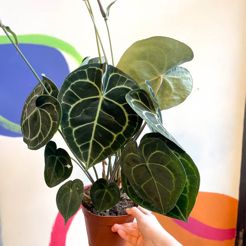 Giant Lace Leaf - Anthurium clarinervium - Sprouts of Bristol