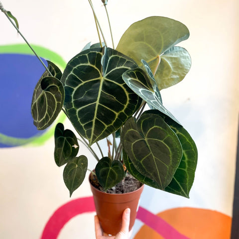 Giant Lace Leaf - Anthurium clarinervium - Sprouts of Bristol