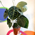 Giant Lace Leaf - Anthurium clarinervium - Sprouts of Bristol