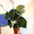 Giant Lace Leaf - Anthurium clarinervium - Sprouts of Bristol
