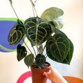 Giant Lace Leaf - Anthurium clarinervium - Sprouts of Bristol