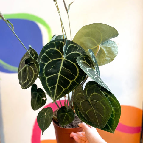 Giant Lace Leaf - Anthurium clarinervium - Sprouts of Bristol
