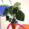 Giant Lace Leaf - Anthurium clarinervium - Sprouts of Bristol