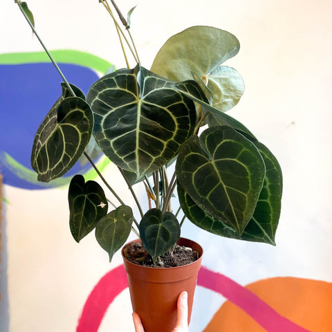 Giant Lace Leaf - Anthurium clarinervium - Sprouts of Bristol