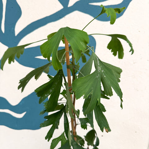 Ginkgo biloba - Maidenhair Tree - Sprouts of Bristol