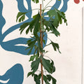 Ginkgo biloba - Maidenhair Tree - Sprouts of Bristol