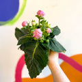Gloxinia - Sinningia speciosa - Sprouts of Bristol