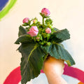 Gloxinia - Sinningia speciosa - Sprouts of Bristol