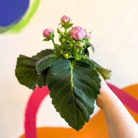 Gloxinia - Sinningia speciosa - Sprouts of Bristol