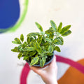 Gold Sage - Salvia officinalis 'Icterina' - UK Grown Culinary Herbs - Sprouts of Bristol