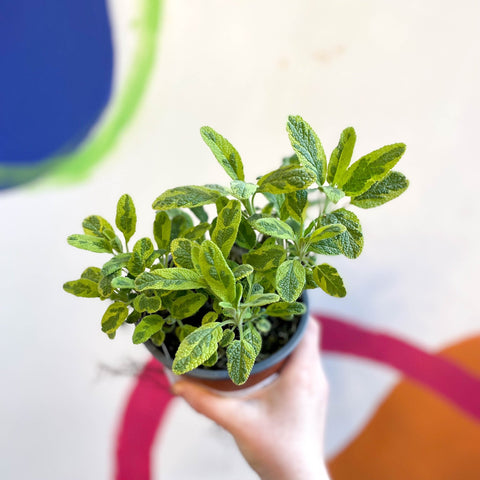 Gold Sage - Salvia officinalis 'Icterina' - UK Grown Culinary Herbs - Sprouts of Bristol