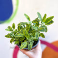 Gold Sage - Salvia officinalis 'Icterina' - UK Grown Culinary Herbs - Sprouts of Bristol