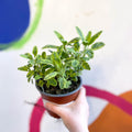 Gold Sage - Salvia officinalis 'Icterina' - UK Grown Culinary Herbs - Sprouts of Bristol