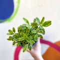 Gold Sage - Salvia officinalis 'Icterina' - UK Grown Culinary Herbs - Sprouts of Bristol