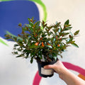Goldfish Plant - Nematanthus 'Black Magic' - Welsh Grown - Sprouts of Bristol
