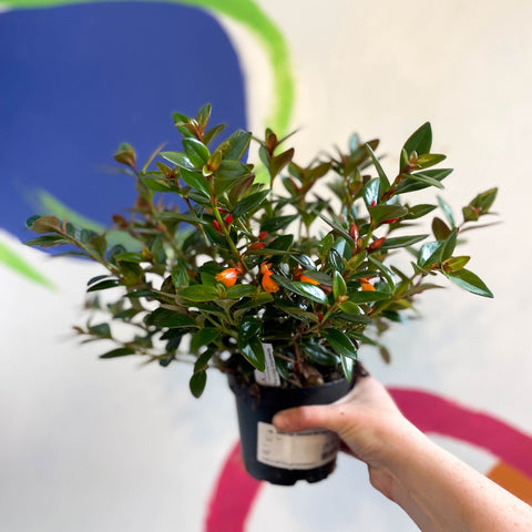 Goldfish Plant - Nematanthus 'Black Magic' - Welsh Grown - Sprouts of Bristol