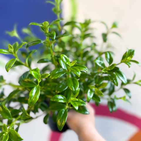 Goldfish Plant - Nematanthus 'Christmas Holly' - Welsh Grown - Sprouts of Bristol