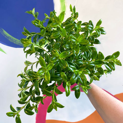 Goldfish Plant - Nematanthus 'Christmas Holly' - Welsh Grown - Sprouts of Bristol