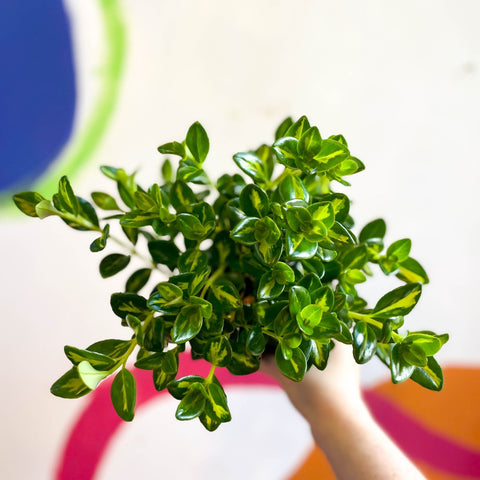 Goldfish Plant - Nematanthus gregarius variegata - Welsh Grown - Sprouts of Bristol