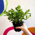 Goldfish Plant - Nematanthus gregarius variegata - Welsh Grown - Sprouts of Bristol