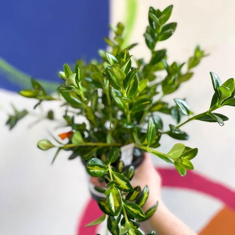 Goldfish Plant - Nematanthus gregarius - Welsh Grown - Sprouts of Bristol