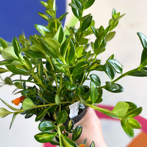 Goldfish Plant - Nematanthus gregarius - Welsh Grown - Sprouts of Bristol