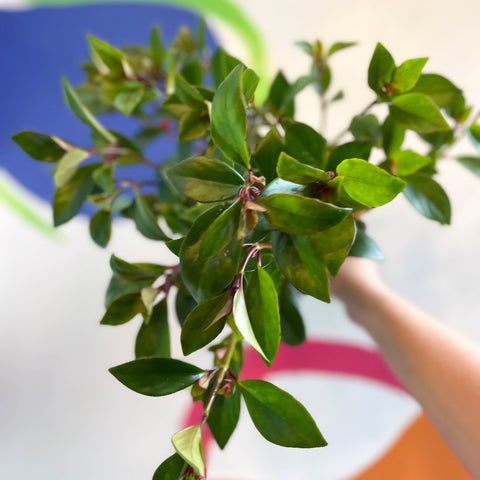 Goldfish Plant - Nematanthus perianthomega x gregarious 'Tropicana' - Welsh Grown - Sprouts of Bristol