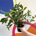 Goldfish Plant - Nematanthus perianthomega x gregarious 'Tropicana' - Welsh Grown - Sprouts of Bristol