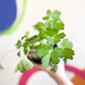 Granny Bonnet - Aquilegia caerulea 'Earlybird' - British Grown Herbaceous Perennial - Sprouts of Bristol
