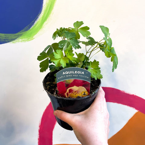 Granny Bonnet - Aquilegia caerulea 'Earlybird Red Yellow' - British Grown Herbaceous Perennial - Sprouts of Bristol