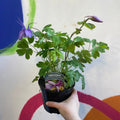 Granny Bonnet - Aquilegia caerulea 'Purple Blue- British Grown Herbaceous Perennialp - Sprouts of Bristol