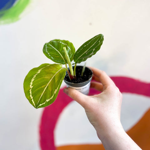 Green Medallion Calathea - Calathea Roseopicta - Sprouts of Bristol