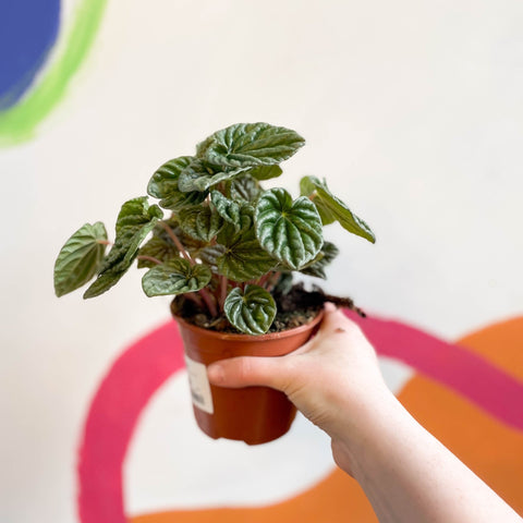 Green Radiator Plant - Peperomia caperata - Sprouts of Bristol