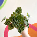 Green Radiator Plant - Peperomia caperata - Sprouts of Bristol