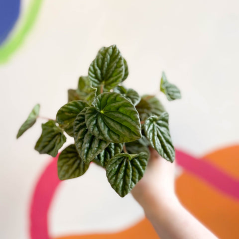 Green Radiator Plant - Peperomia caperata - Sprouts of Bristol